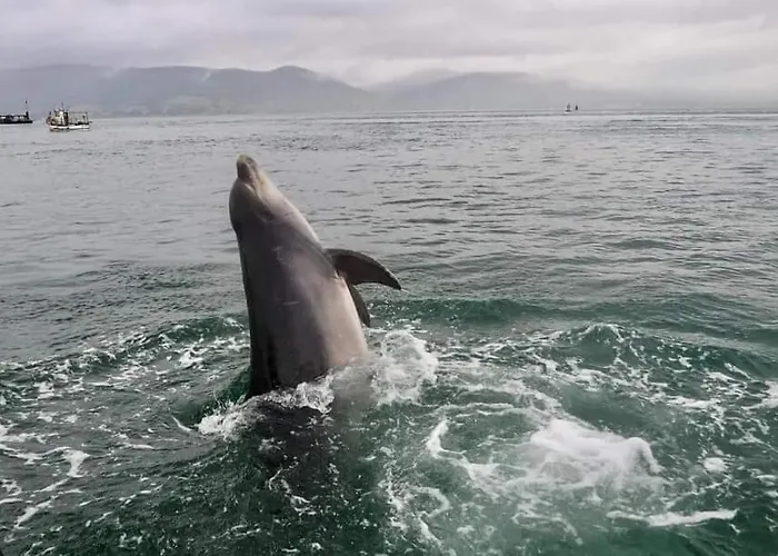 Stunning Location, Omeath Feriehus *